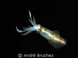 calamar des récifs by André Bruchez 